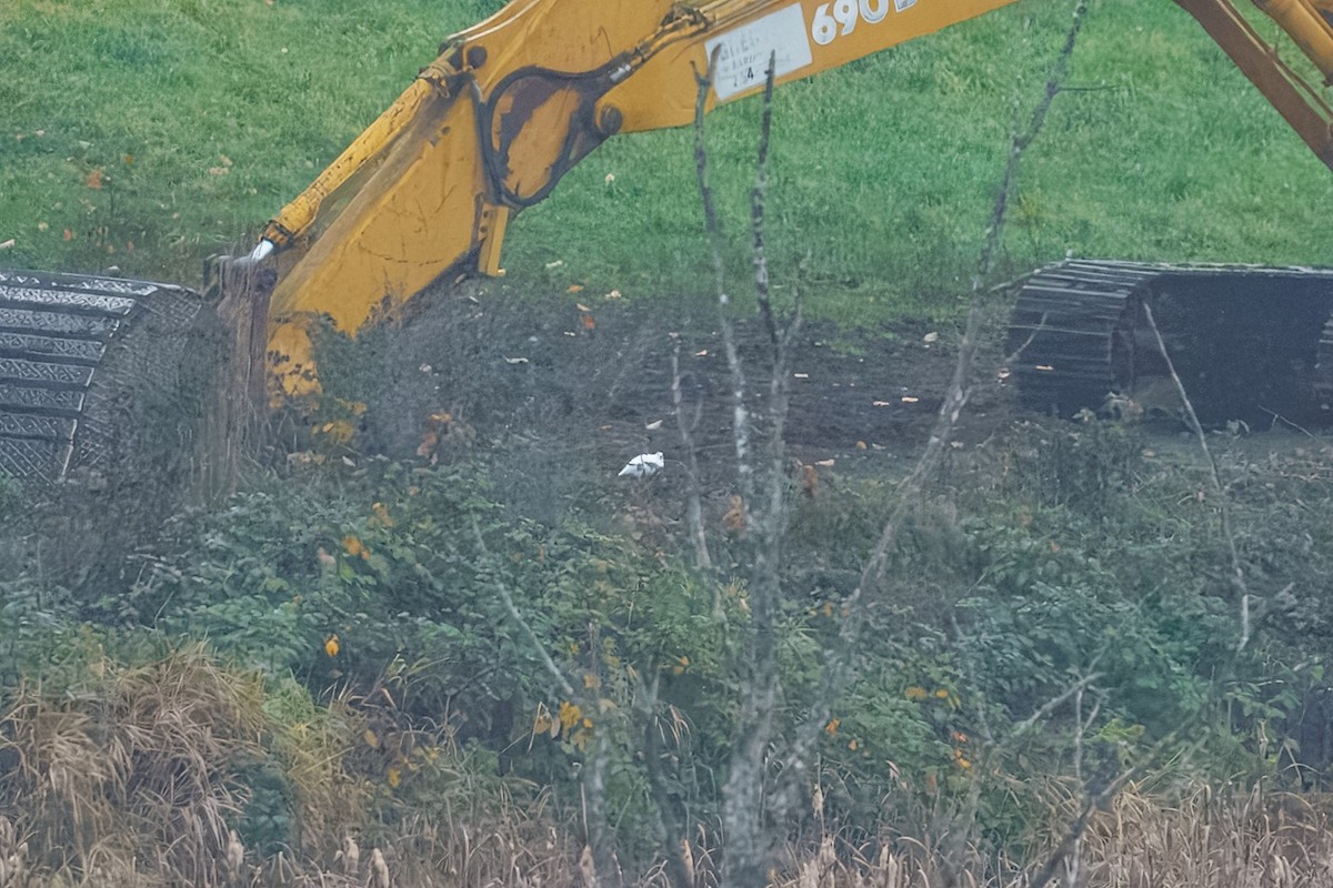 White-tailed Ptarmigan - ML645250624
