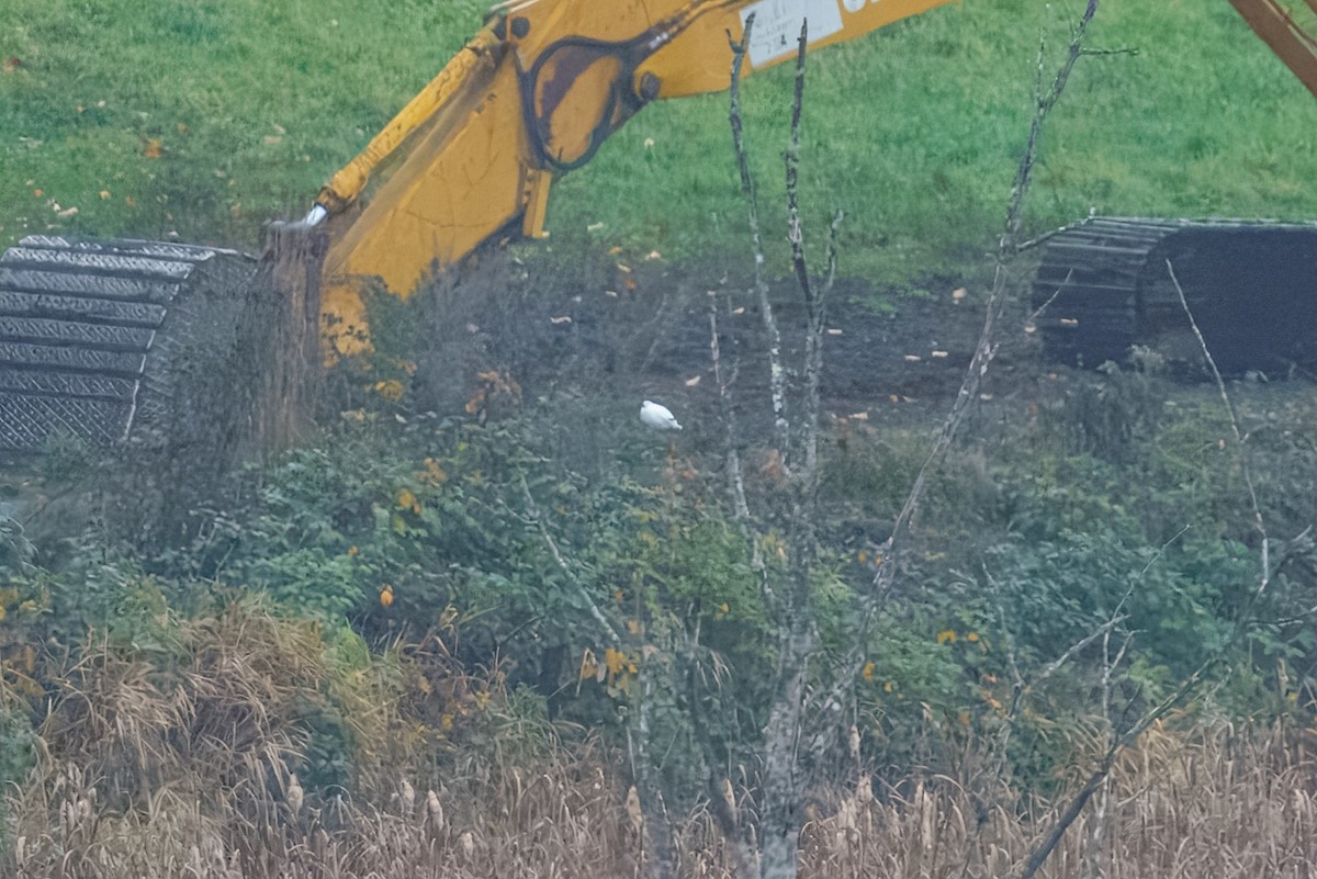 White-tailed Ptarmigan - ML645250625