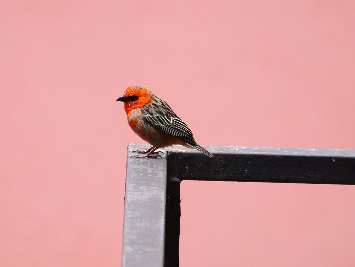 Red Fody - ML645250629