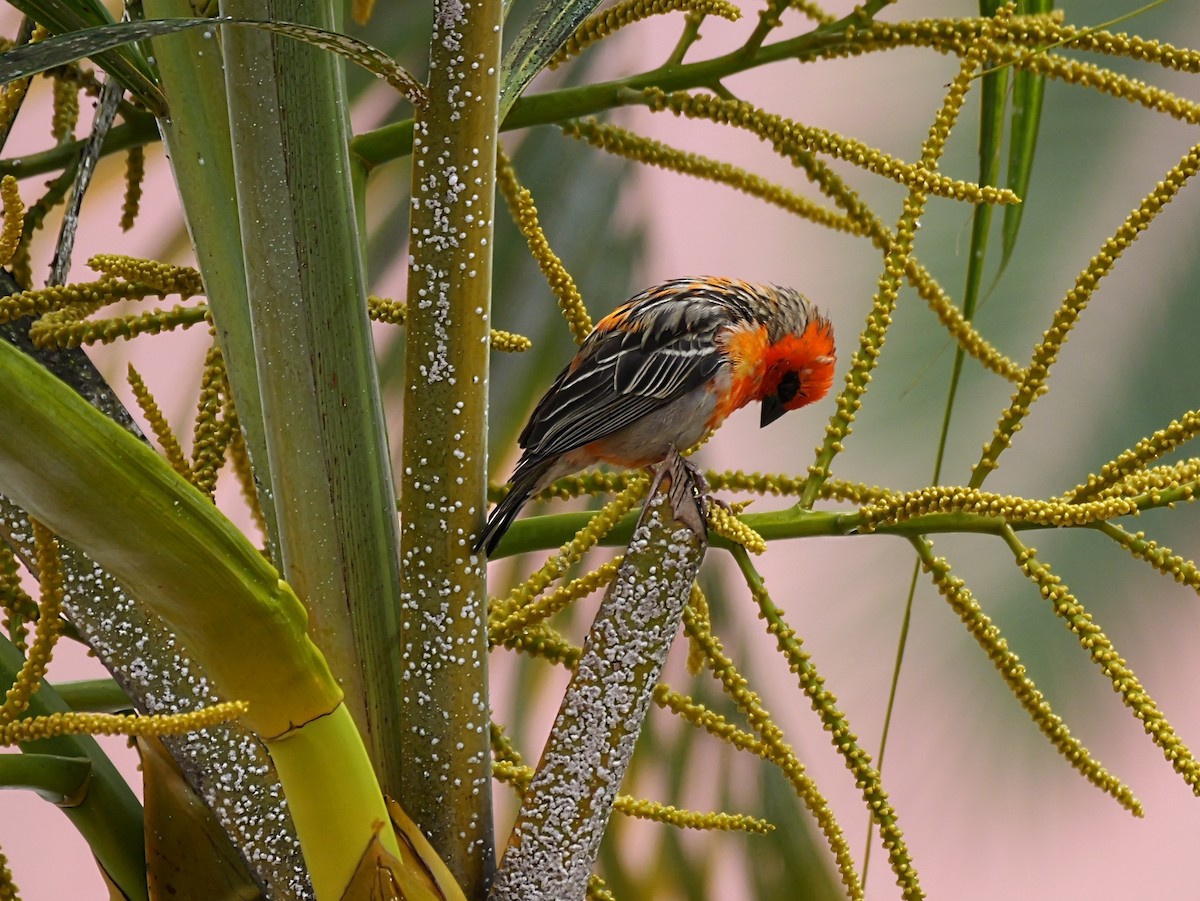 Red Fody - ML645250630