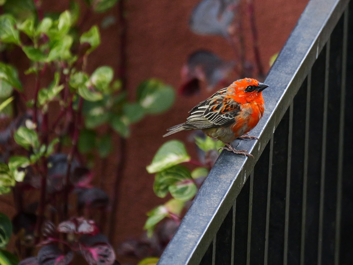 Red Fody - ML645250631