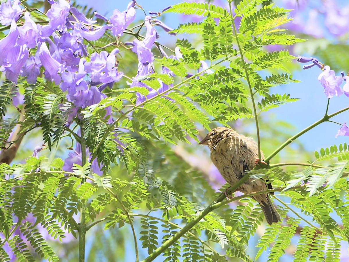 Red Fody - ML645250632
