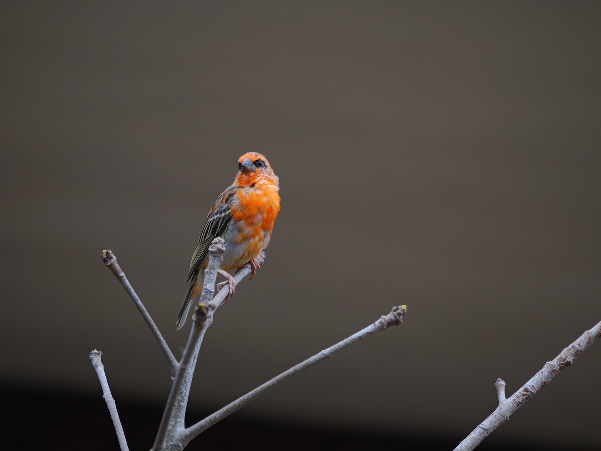 Red Fody - ML645250633