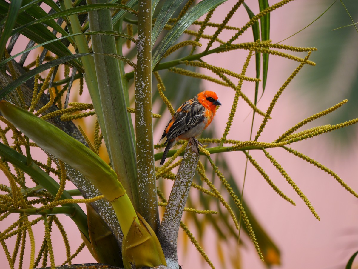 Red Fody - ML645250634