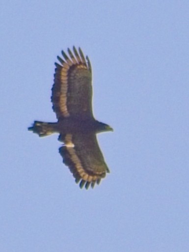 Crested Serpent-Eagle - ML645250641