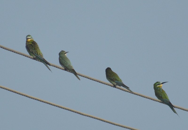 שרקרק ירוק - ML645250644