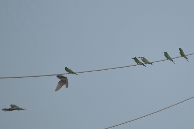 שרקרק ירוק - ML645250646