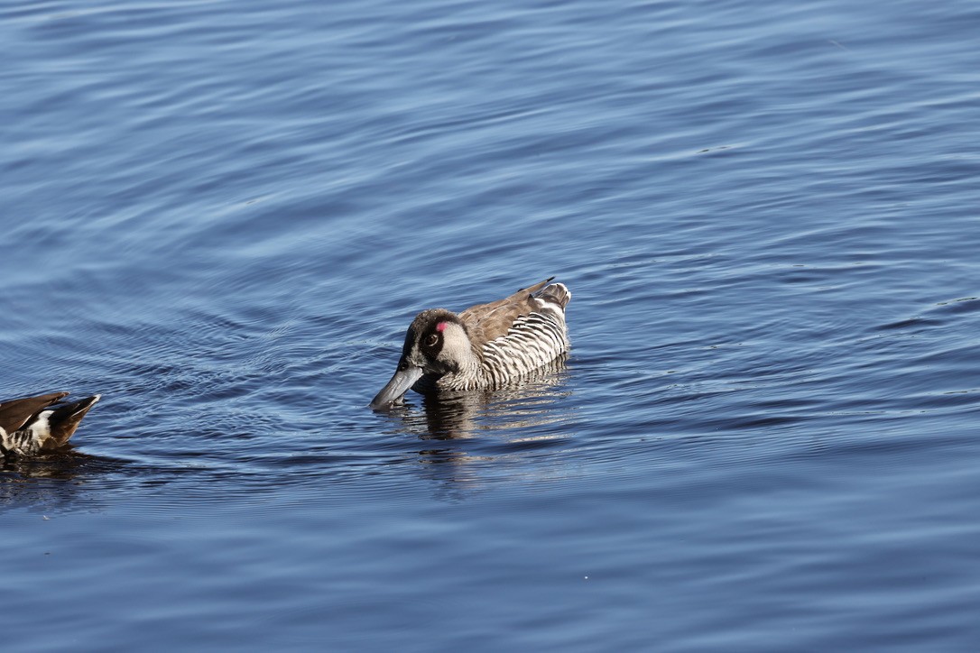 Rosenohrente - ML645250658