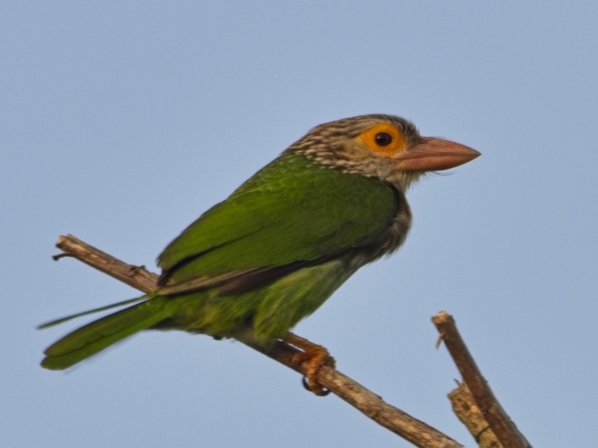 Lineated Barbet - ML645250659
