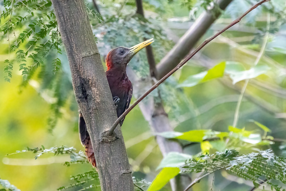 Bay Woodpecker - ML645250663