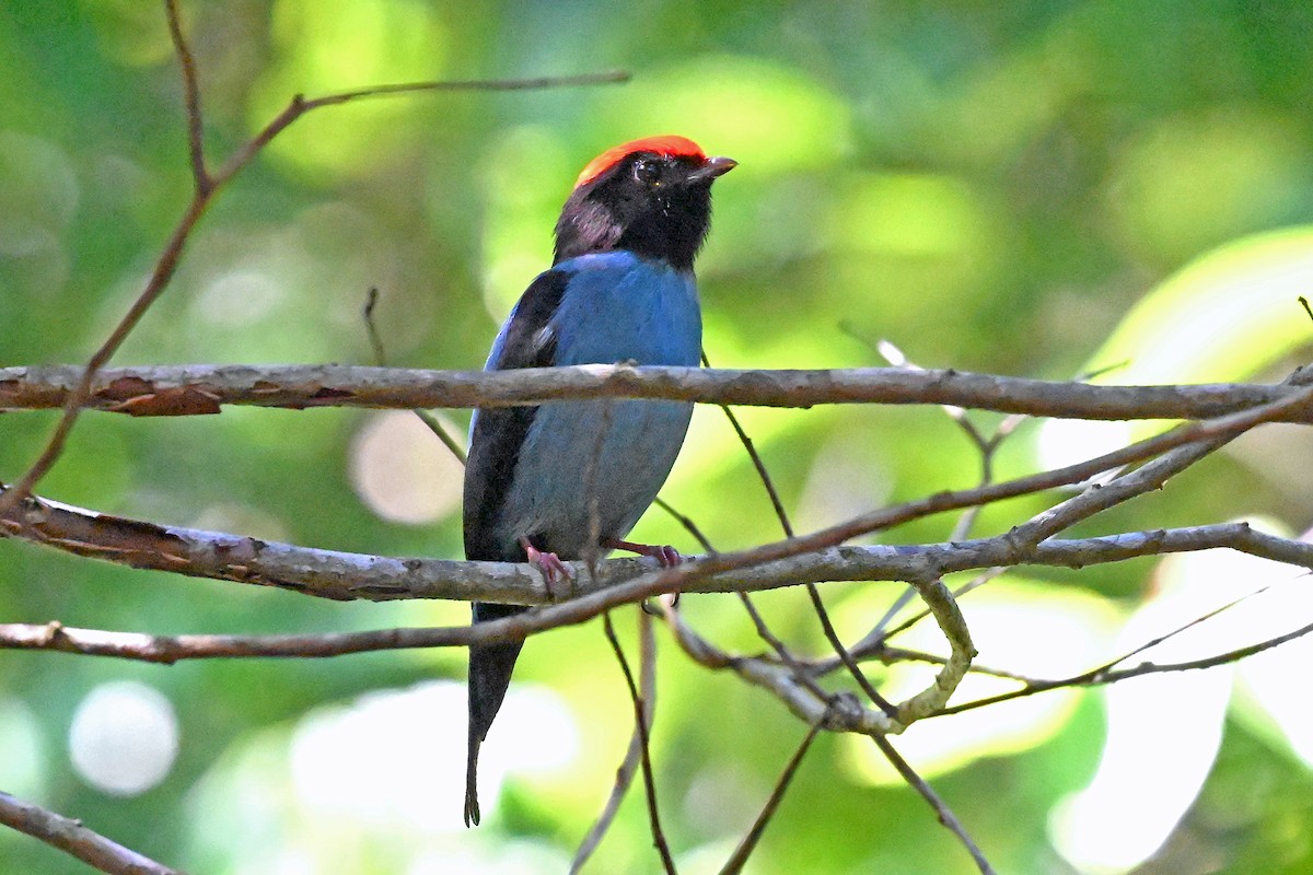 Swallow-tailed Manakin - ML645250668