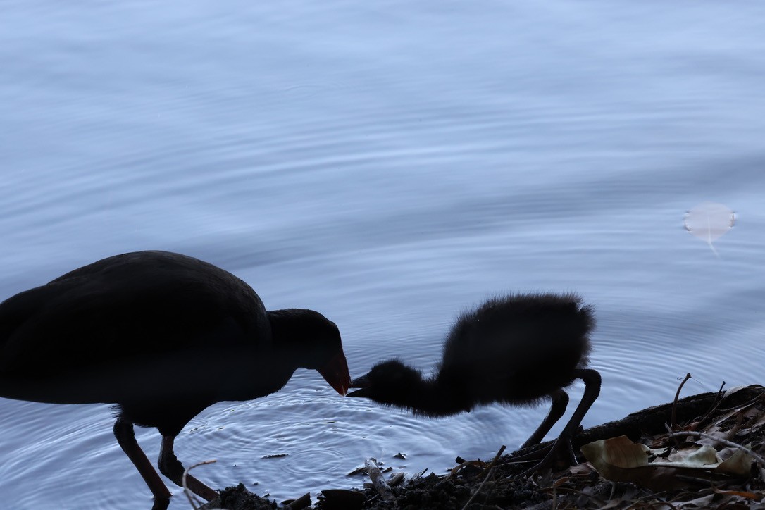 Australpurpurhuhn - ML645250670