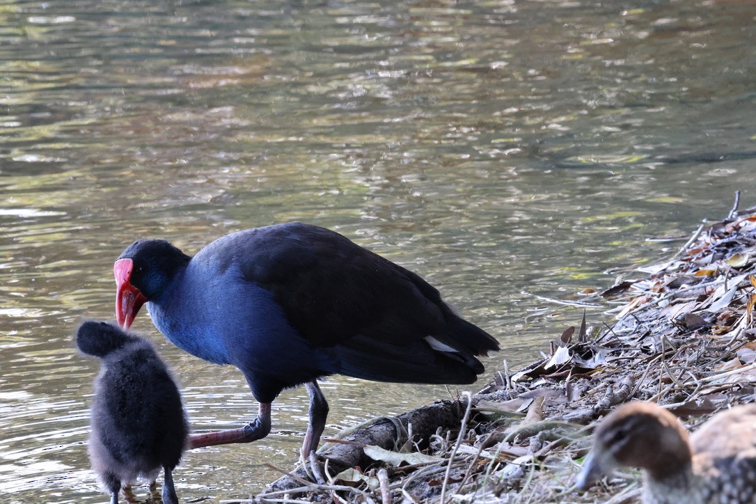 Australpurpurhuhn - ML645250674