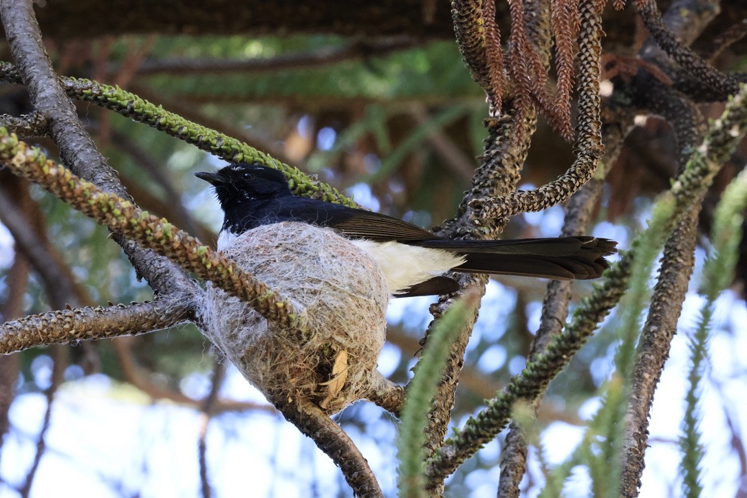 Gartenfächerschwanz - ML645250678