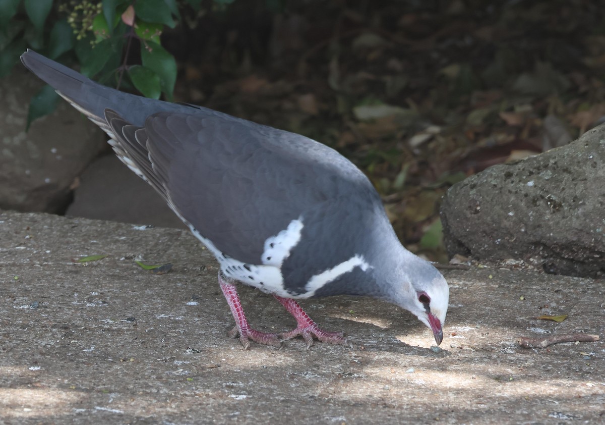 Wongataube - ML645250679