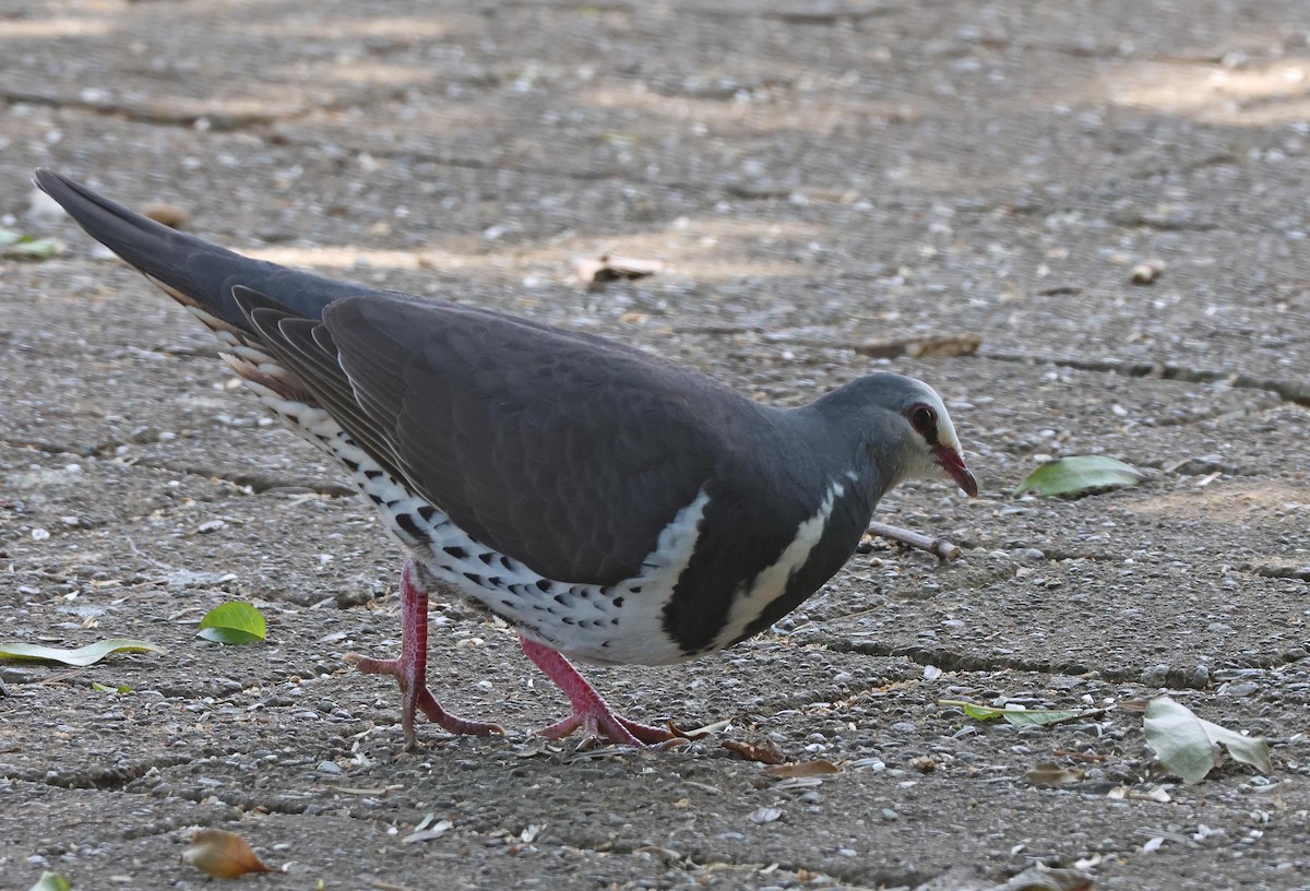 Wongataube - ML645250680