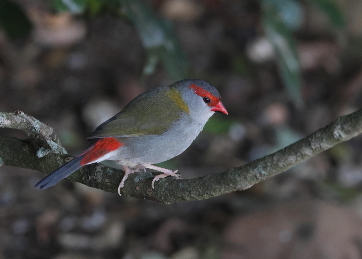 Краснобровая амадина - ML645250683