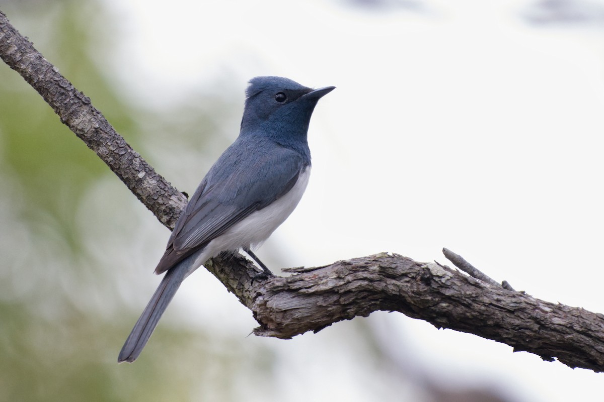 Leaden Flycatcher - ML645250684