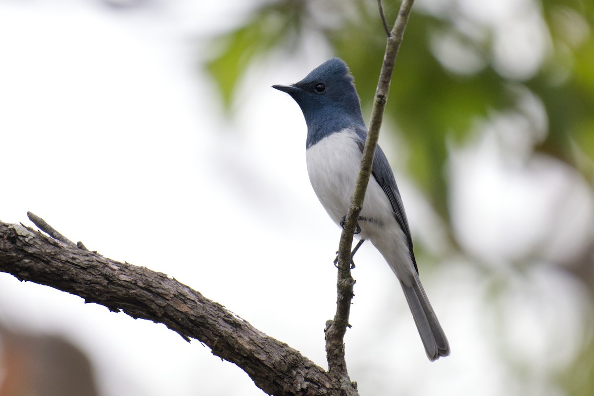 Leaden Flycatcher - ML645250685