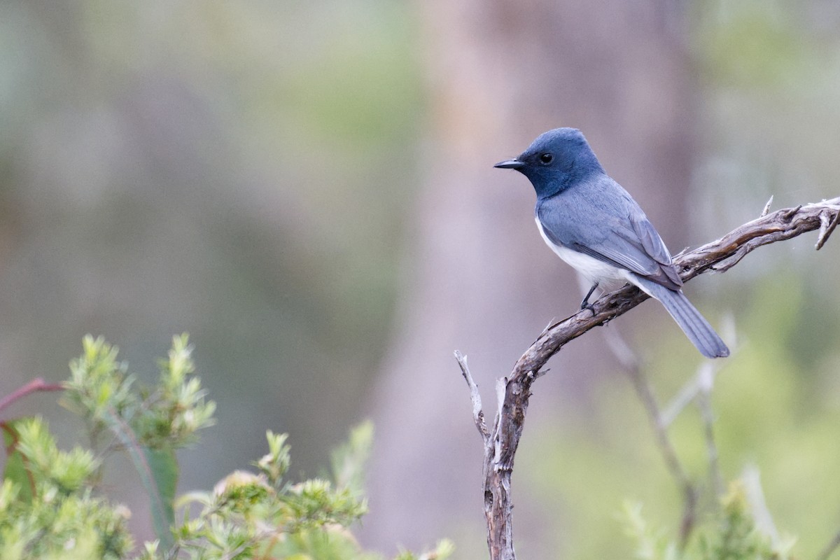 Leaden Flycatcher - ML645250686