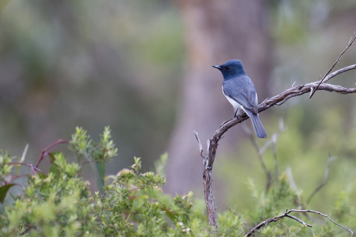 Leaden Flycatcher - ML645250687