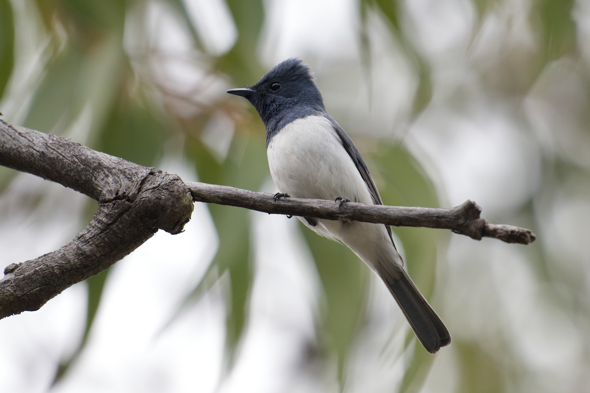Leaden Flycatcher - ML645250689
