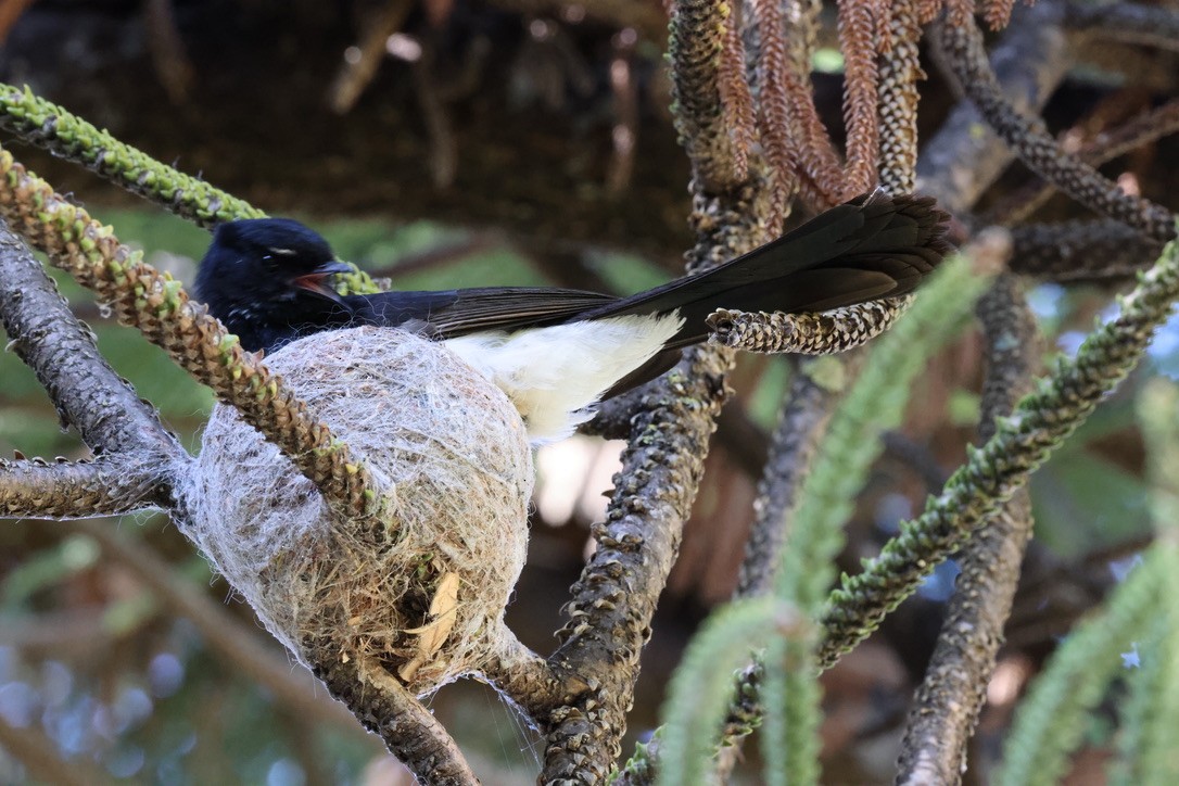 Gartenfächerschwanz - ML645250691