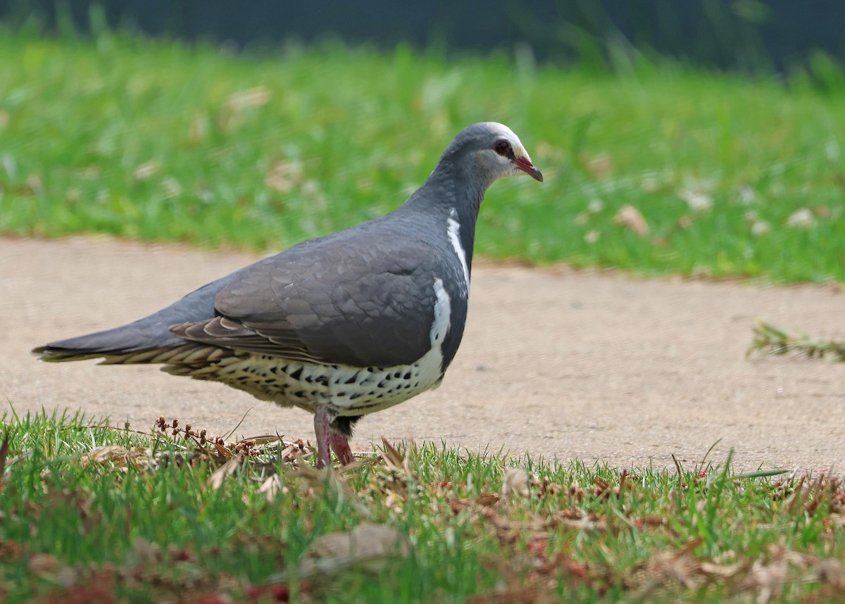 Wongataube - ML645250696