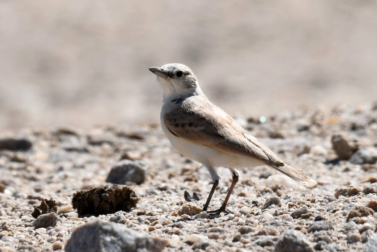 Gray's Lark - ML645250699