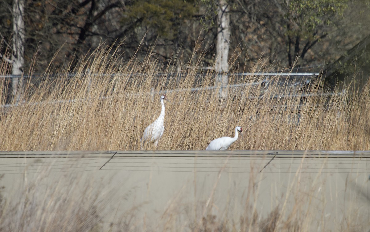 Whooping Crane - ML645250703