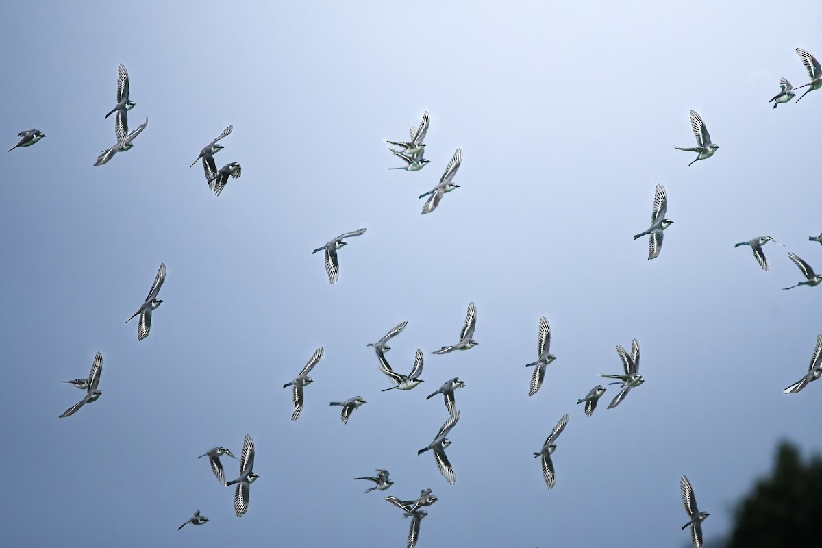 Ashy Minivet - ML645250713