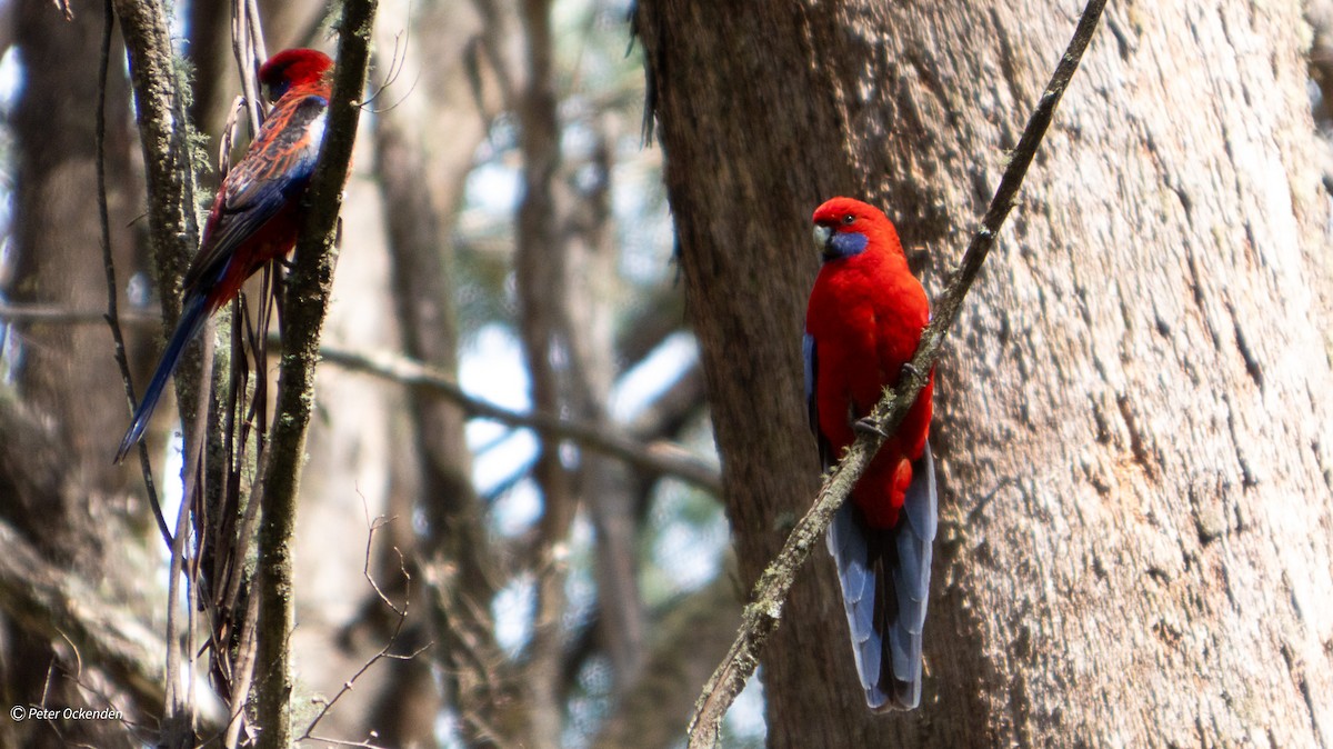 Crimson Rosella - ML645250714