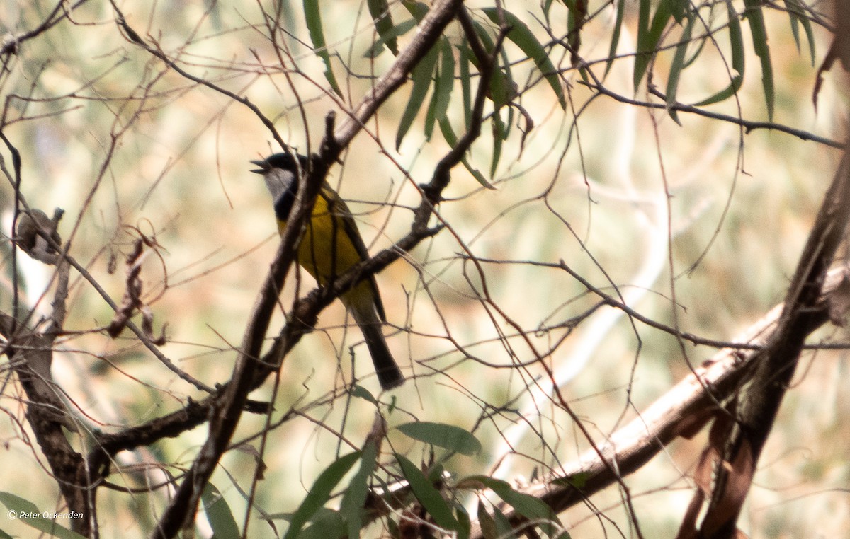 Golden Whistler (Eastern) - ML645250719