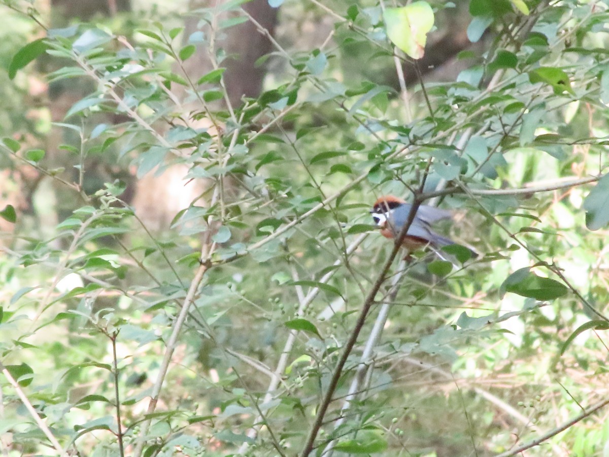 紅頭山雀 - ML645250724