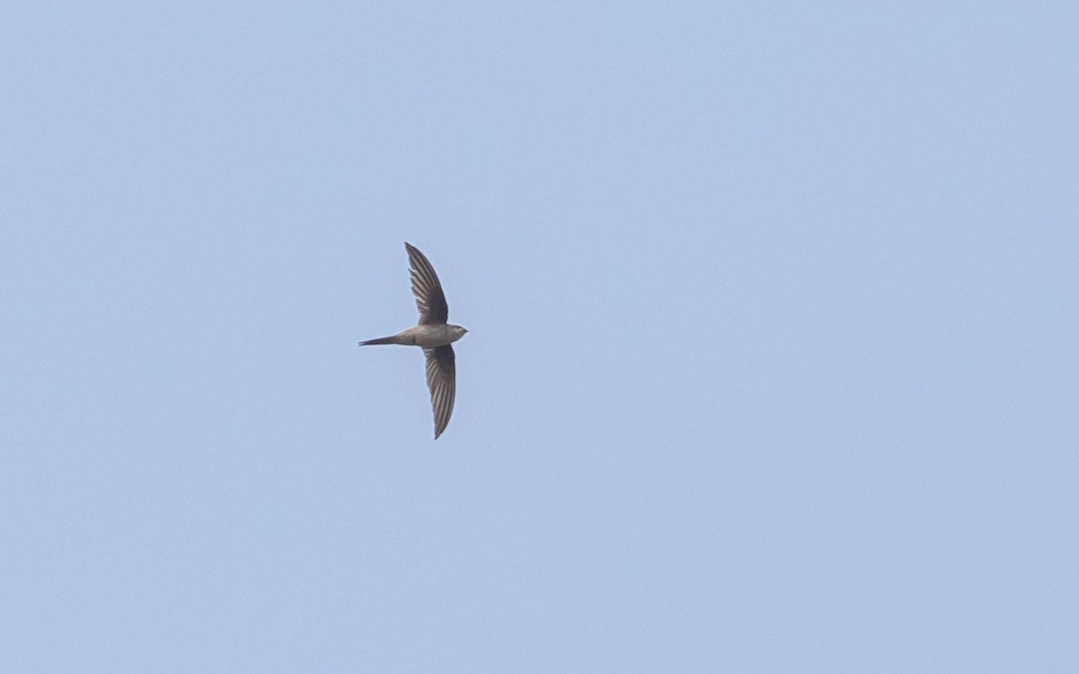 Азиатский пальмовый стриж - ML645250747