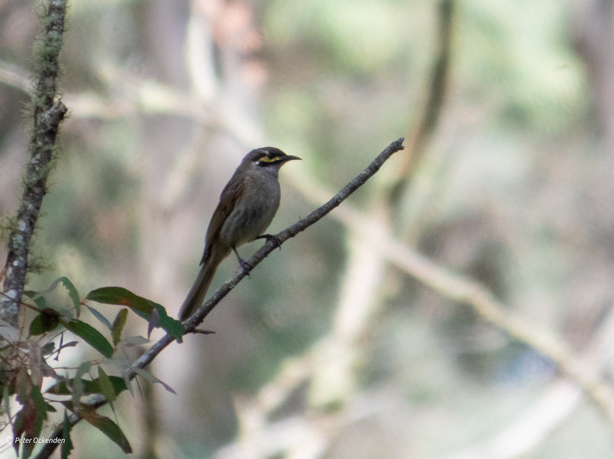 Yellow-faced Honeyeater - ML645250753