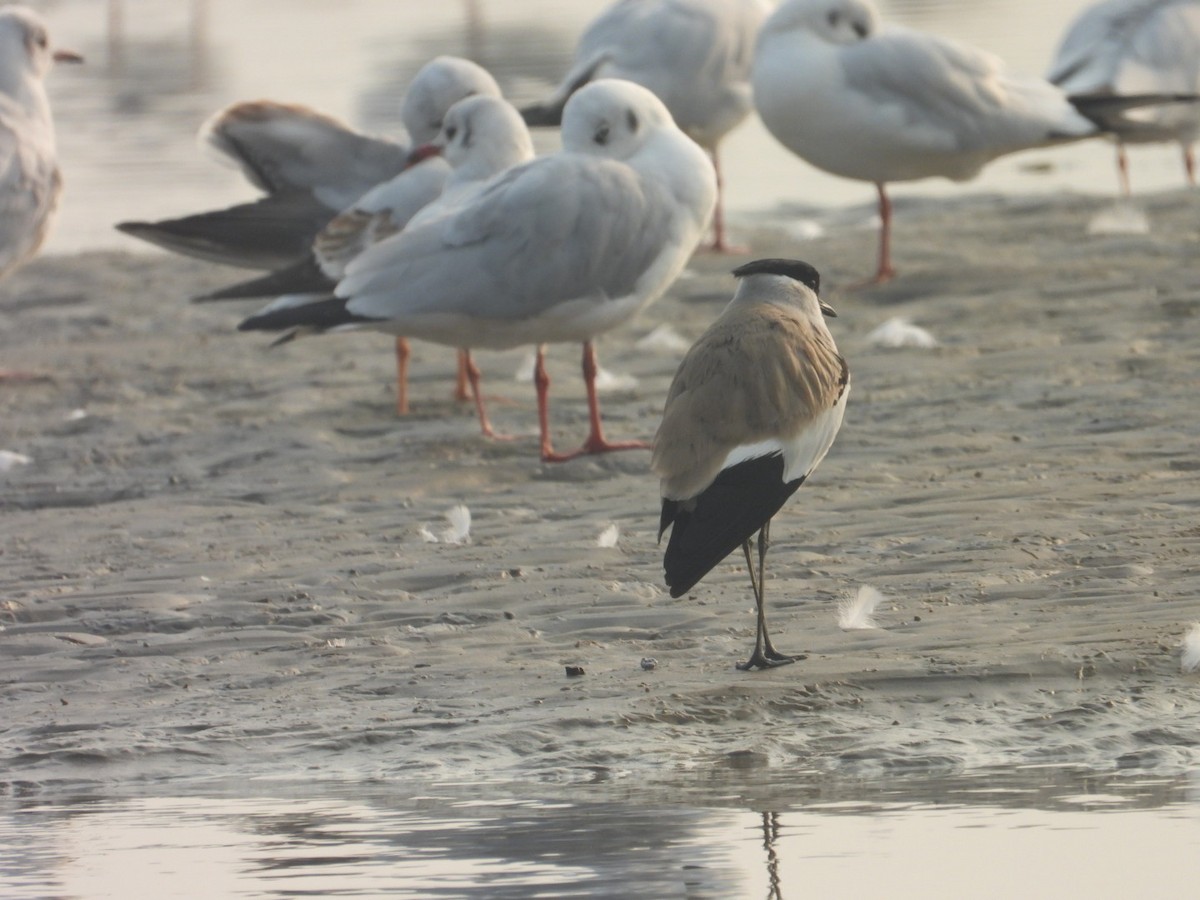 Brown-headed Gull - ML645250769