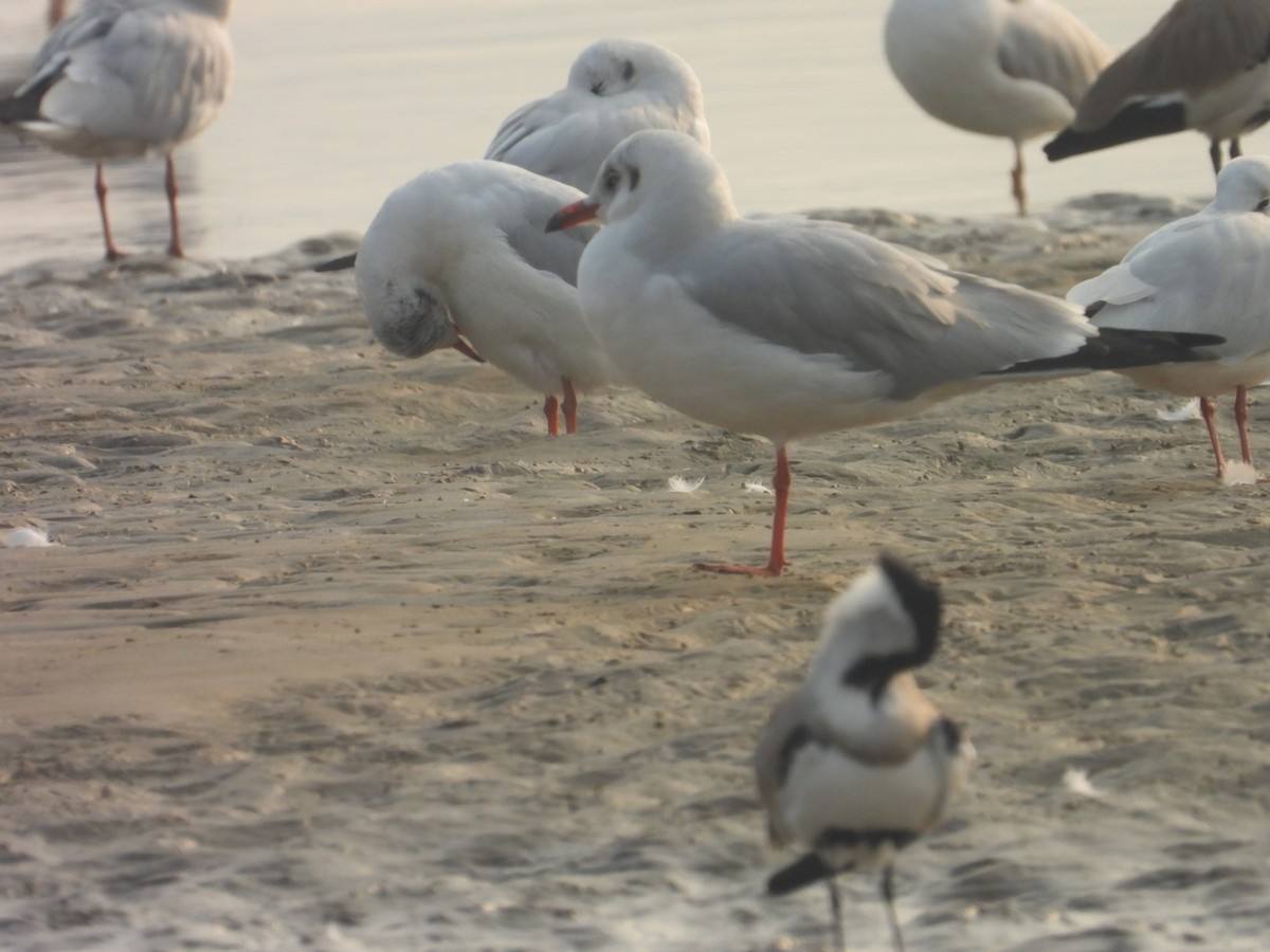 Brown-headed Gull - ML645250770