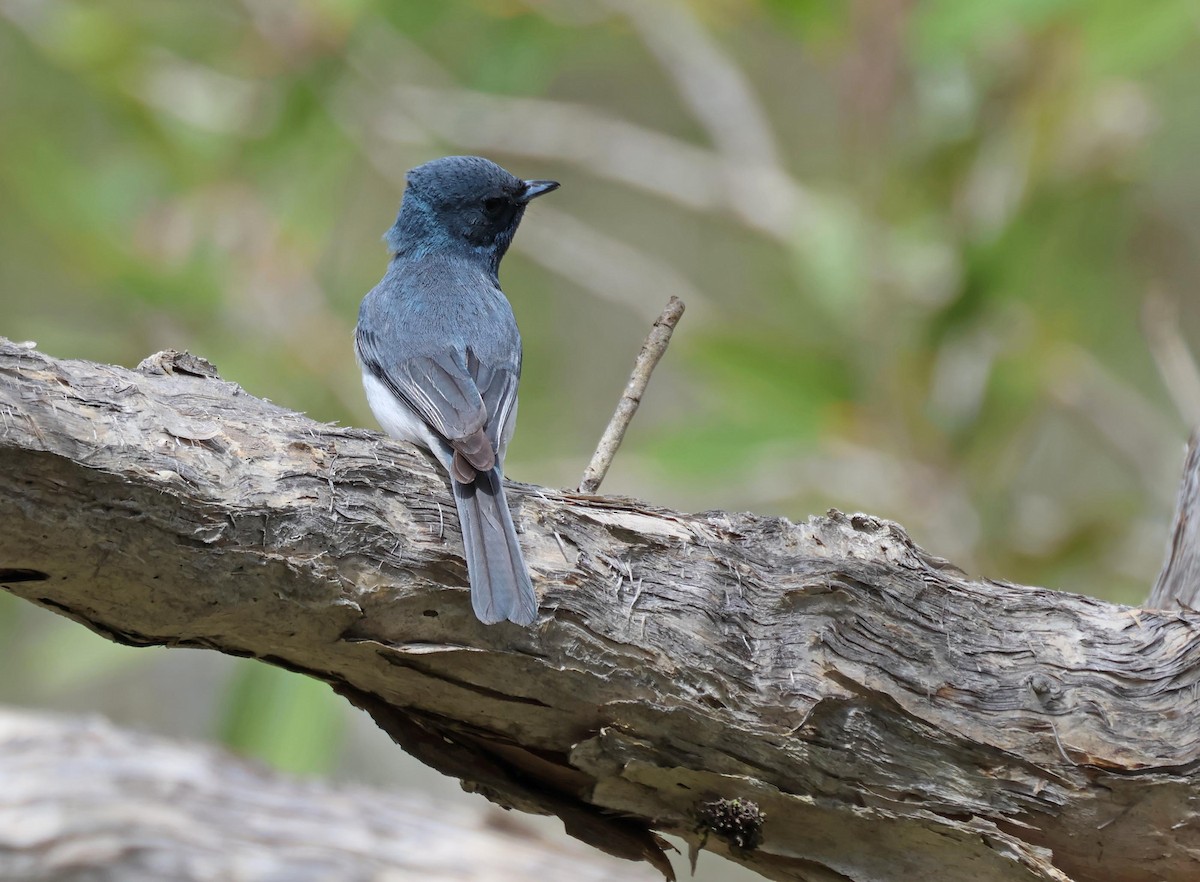 Leaden Flycatcher - ML645250771