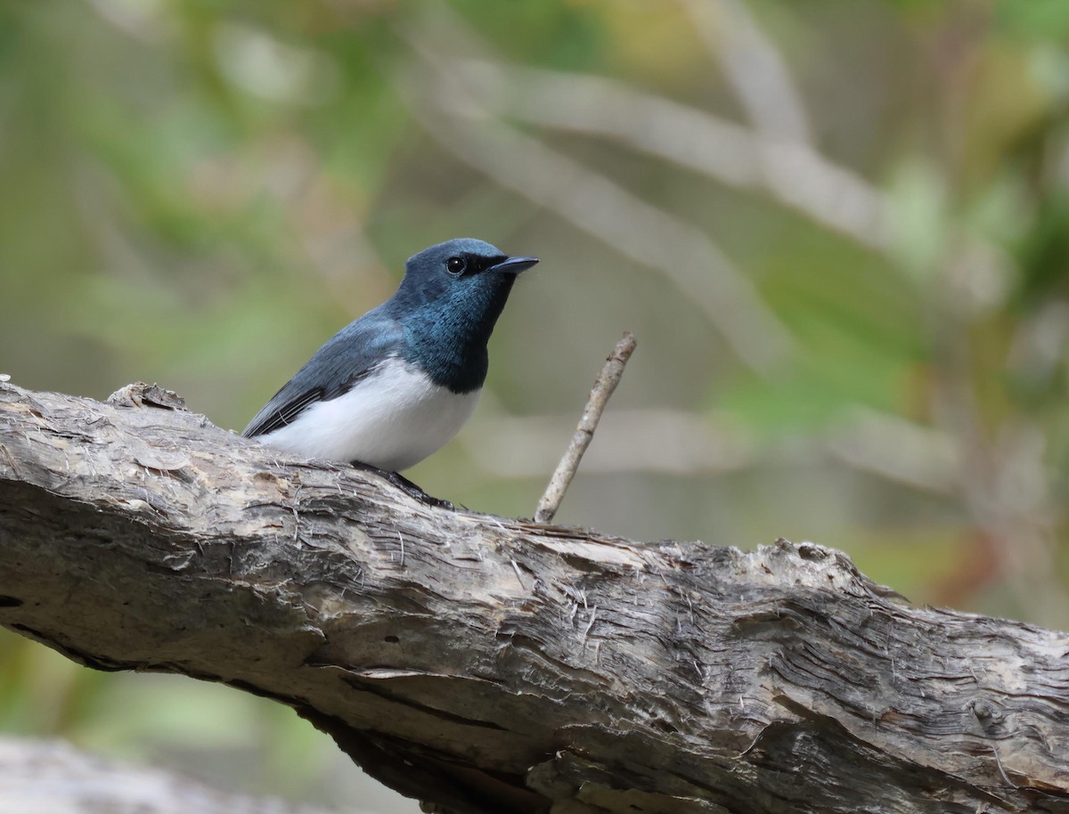 Leaden Flycatcher - ML645250772