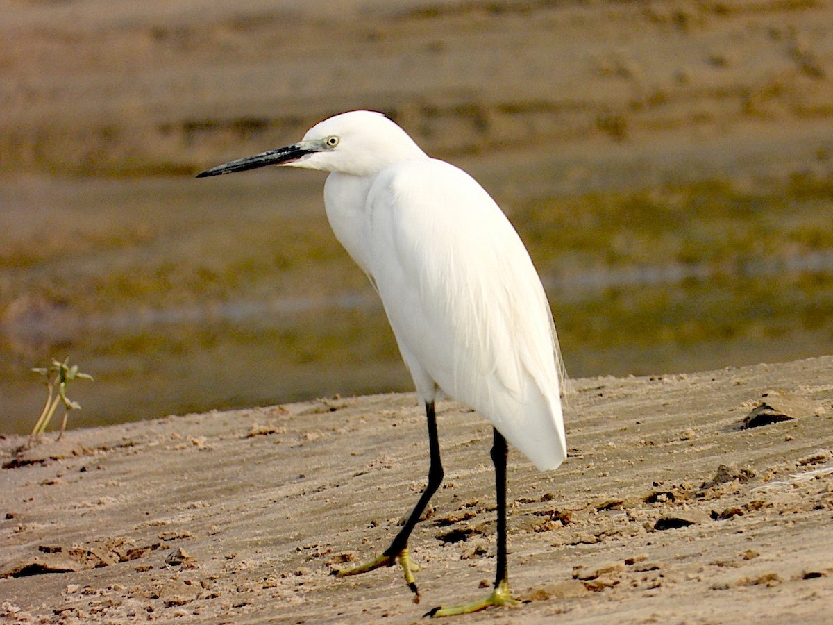 Little Egret - ML645250779