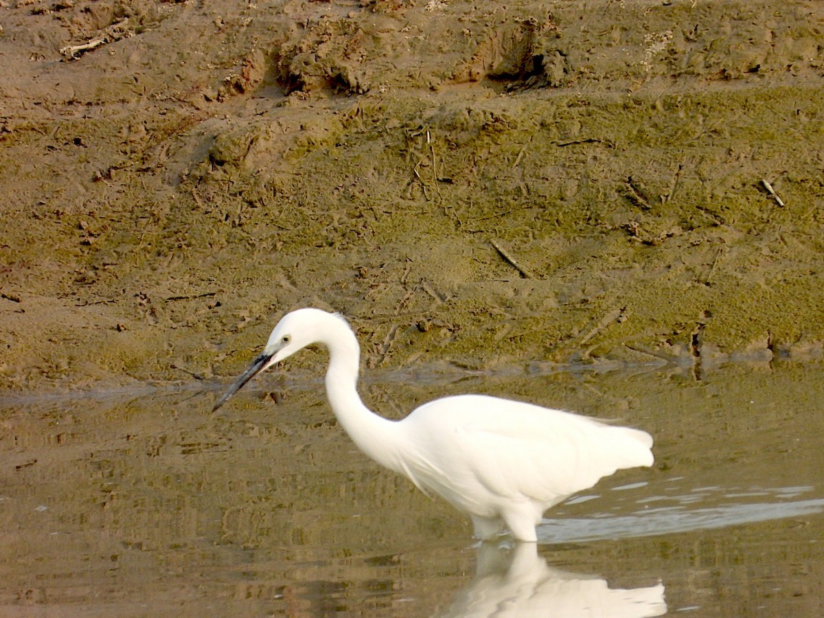 Little Egret - ML645250780