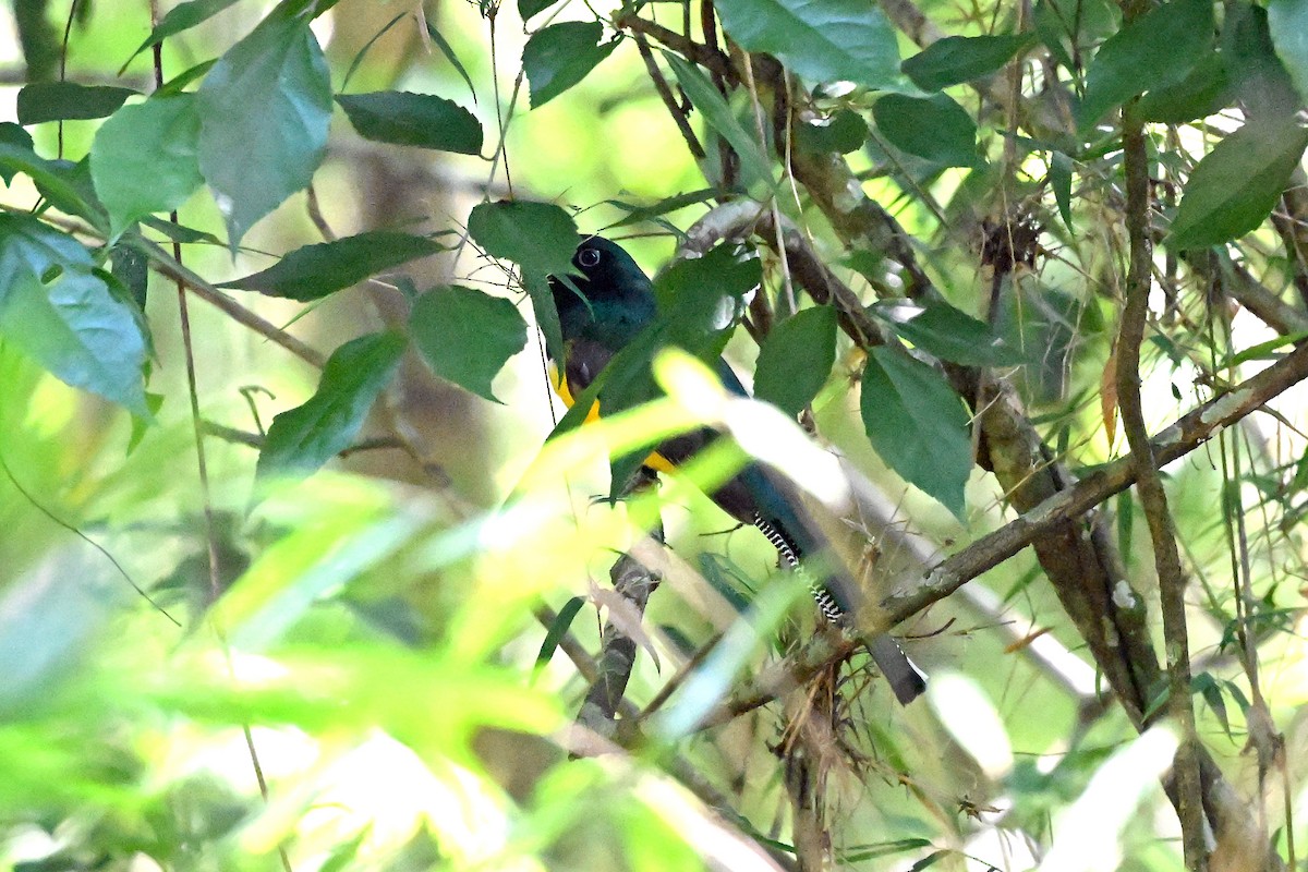 Atlantic Black-throated Trogon - ML645250782