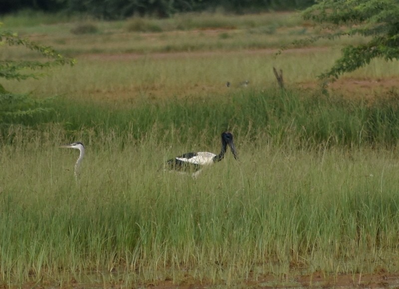 Black-necked Stork - ML645250785