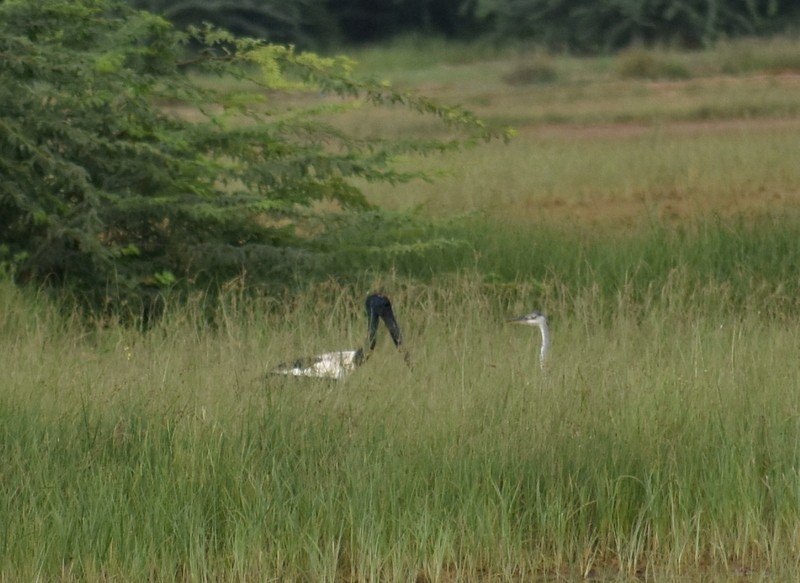 Black-necked Stork - ML645250786