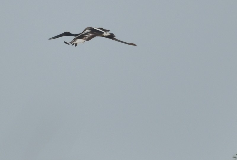 Black-necked Stork - ML645250795