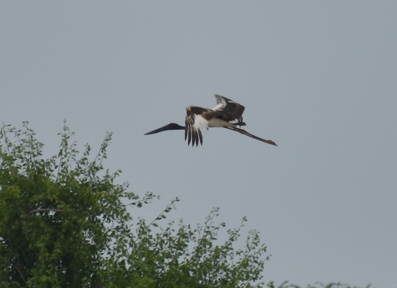Black-necked Stork - ML645250796