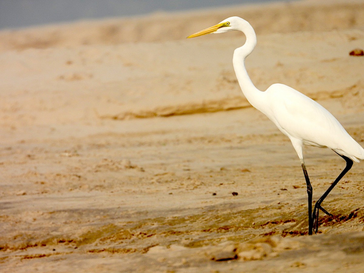 大白鷺 - ML645250797