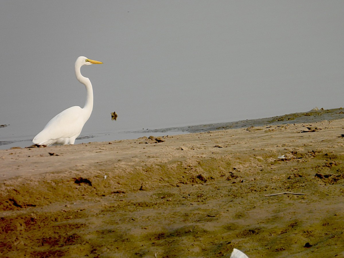 大白鷺 - ML645250798