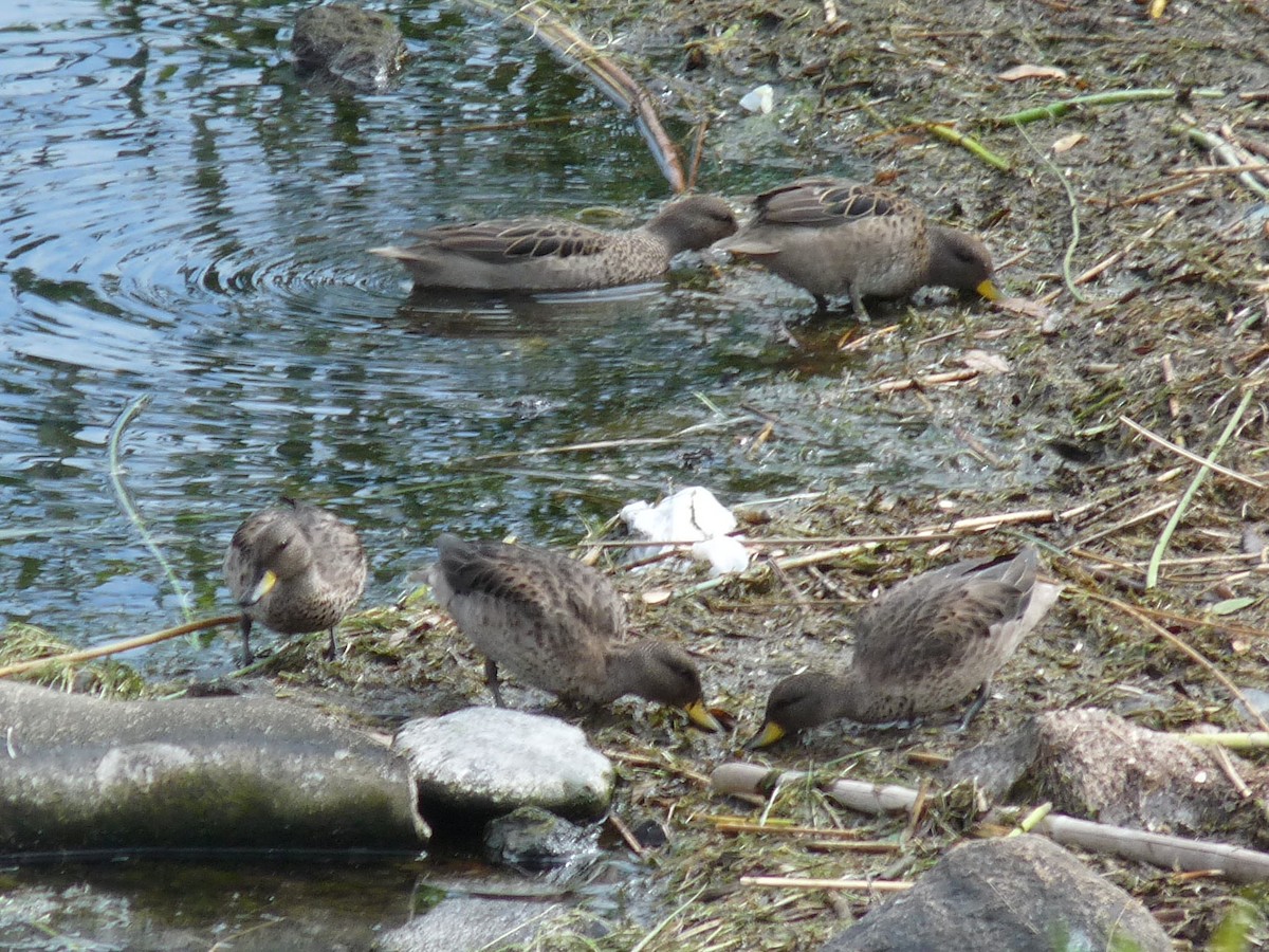 Yellow-billed Teal (flavirostris) - ML645250799
